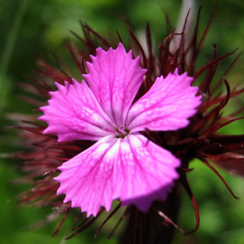 Dianthus barbatus Pink Beauty, Oeillet (Floraison)