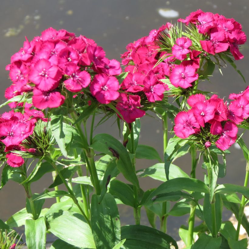 Dianthus barbatus Pink Beauty, Oeillet (Port)