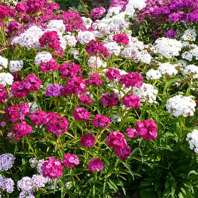 Oeillet des poètes simple Précurseur à couper Mini-motte - Dianthus barbatus (Floraison)