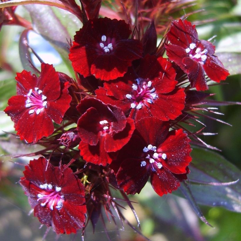 Oeillet de poète Sooty - Dianthus barbatus nigrescens (Floraison)