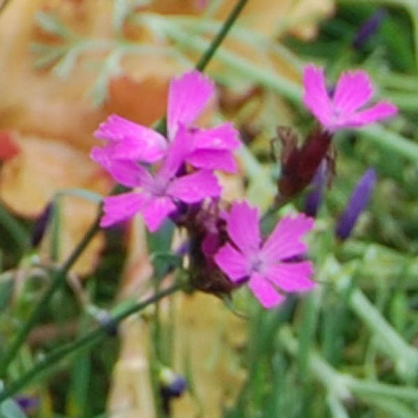 Dianthus carthusianorum - Oeillet des chartreux (Floraison)
