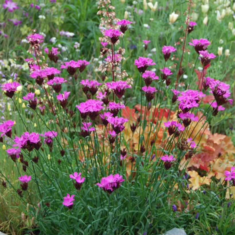 Dianthus carthusianorum - Oeillet des chartreux (Port)
