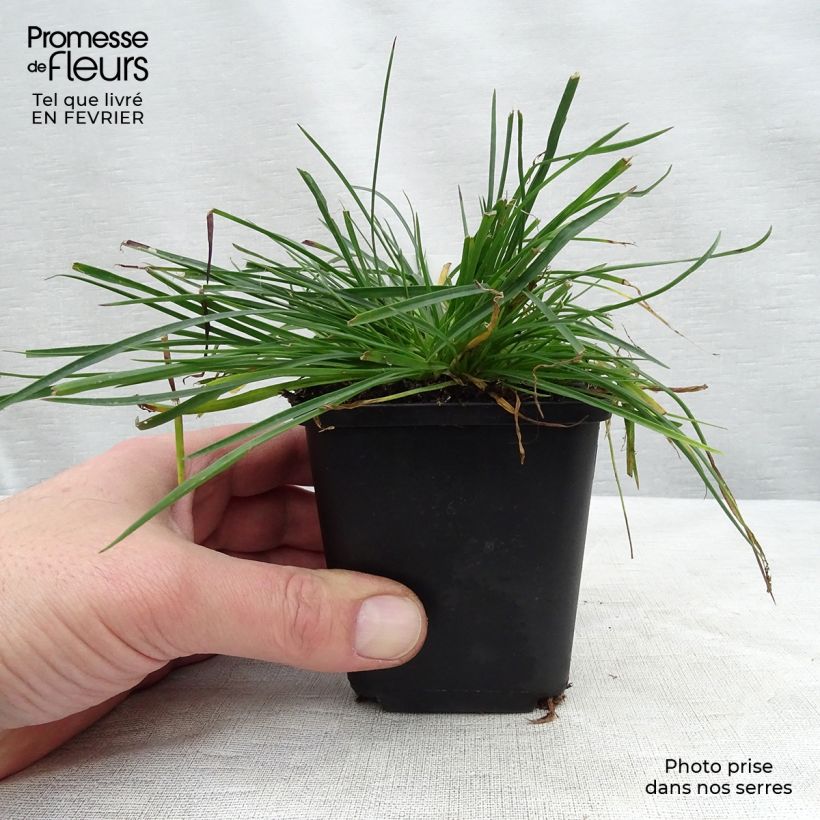 Spécimen de Dianthus carthusianorum - Oeillet des chartreux tel que livré en hiver