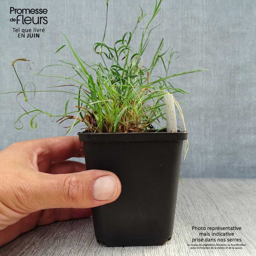 Spécimen de Dianthus carthusianorum - Oeillet des chartreux Godet de 8/9 cm tel que livré en été
