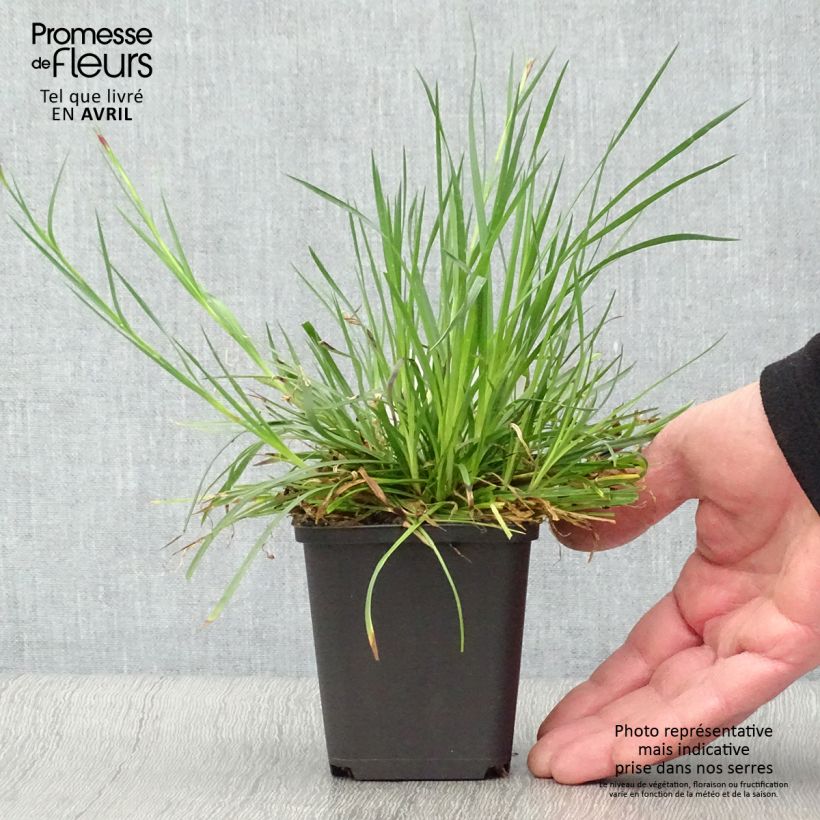 Spécimen de Dianthus carthusianorum - Oeillet des chartreux Godet de 9cm tel que livré au printemps