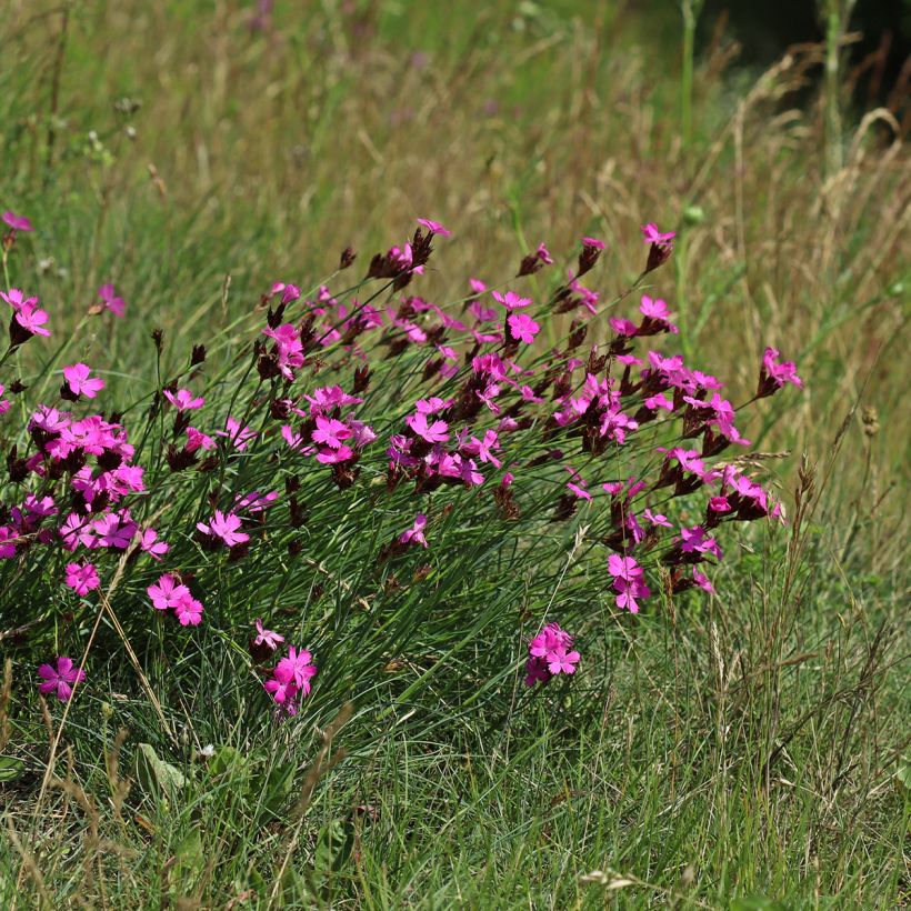 Dianthus carthusianorum - Oeillet des chartreux (Port)