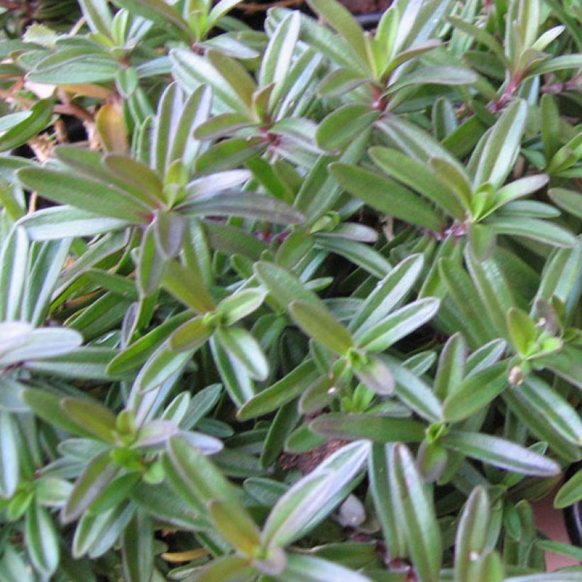 Dianthus deltoides Albiflorus - Oeillet des landes (Feuillage)