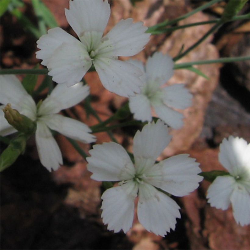 Dianthus deltoides Albiflorus - Oeillet des landes (Floraison)
