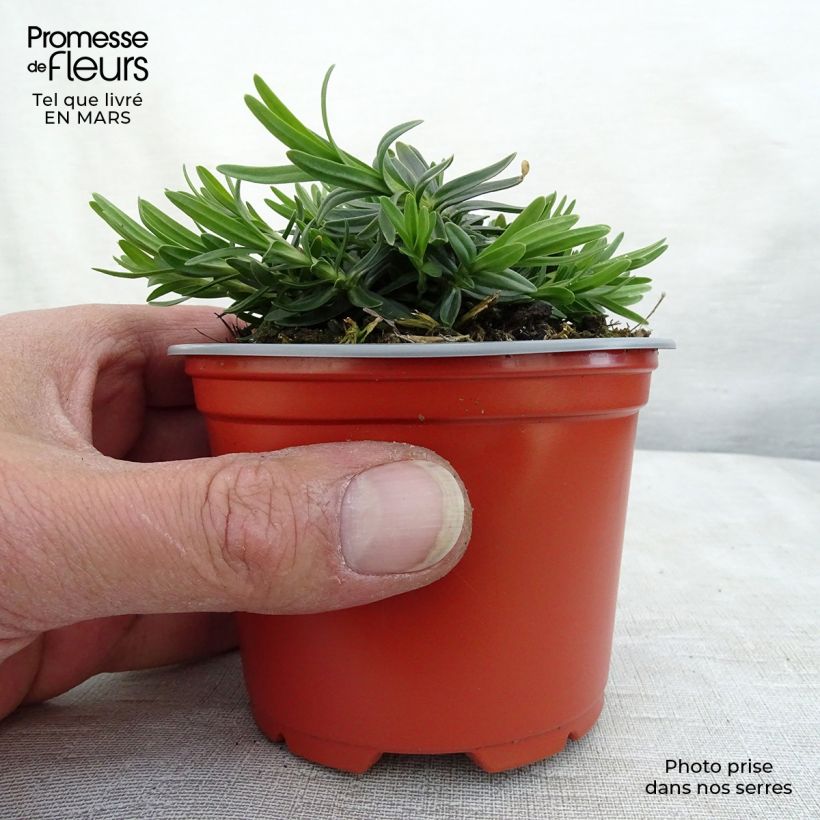 Spécimen de Dianthus deltoides Albiflorus - Oeillet des landes Godet de 9cm tel que livré au printemps
