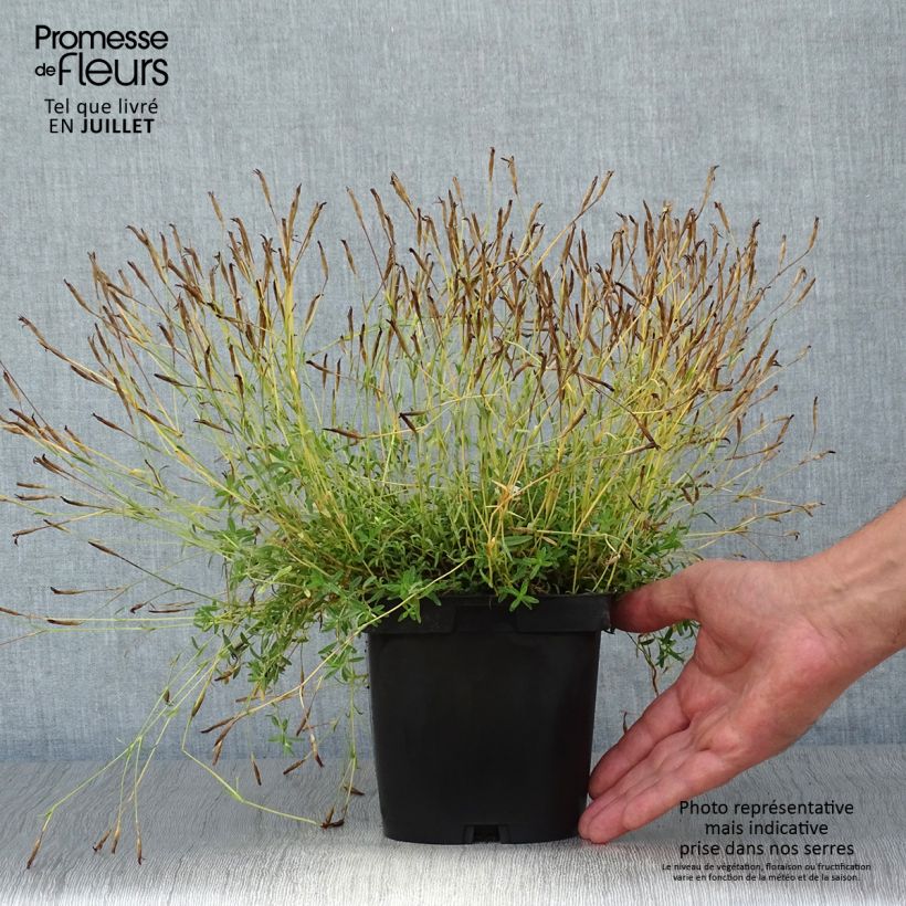 Spécimen de Dianthus deltoides Albiflorus - Oeillet des landes Pot de 2L/3L tel que livré en été