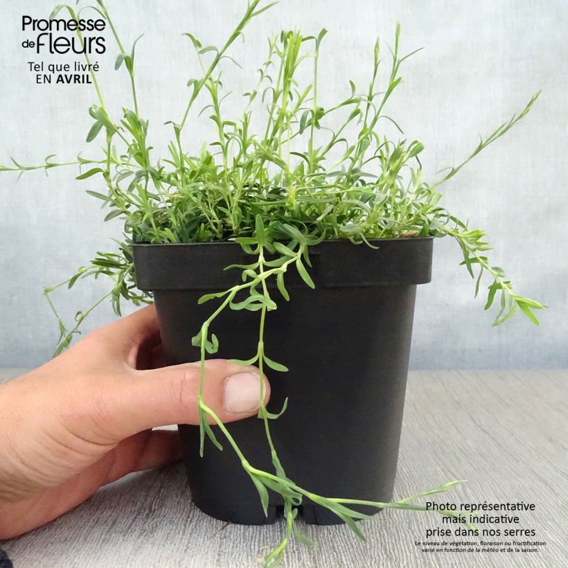 Spécimen de Dianthus deltoides Albiflorus - Oeillet des landes Pot de 2/3 L tel que livré au printemps