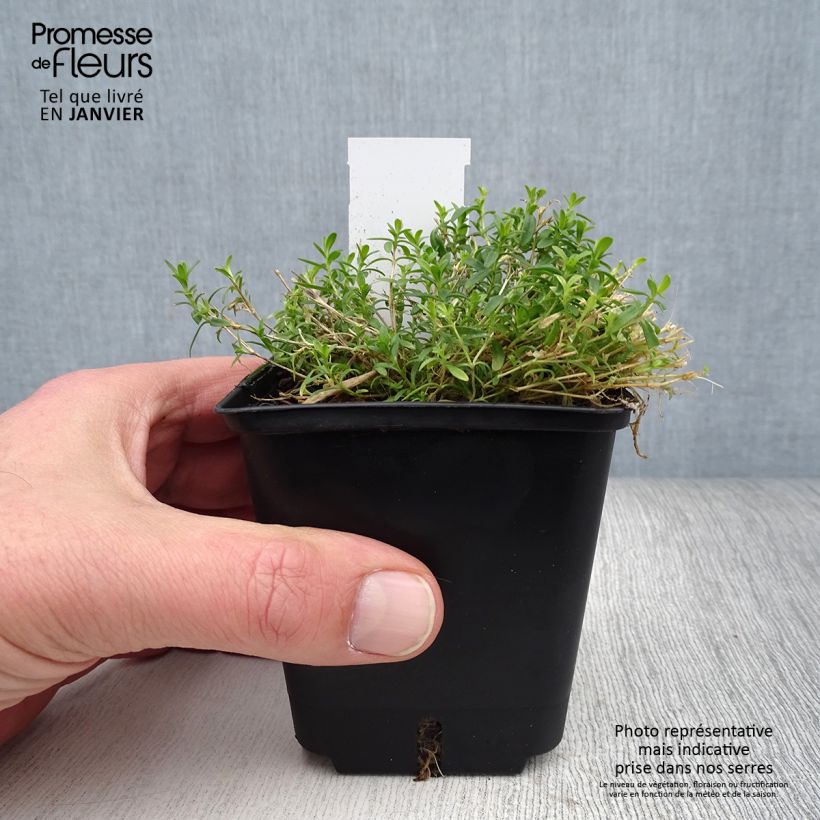 Spécimen de Dianthus deltoides Arctic Fire - Oeillet à delta Godet de 8/9 cm tel que livré en hiver