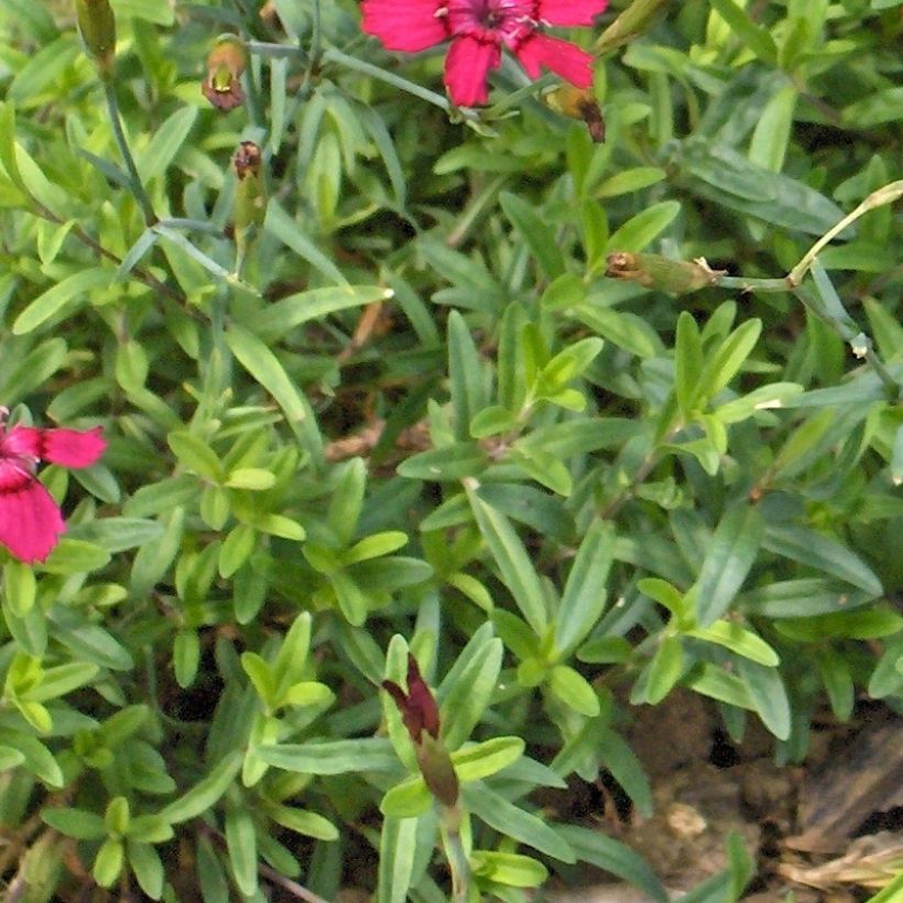 Dianthus deltoides Brillant - Oeillet des landes (Feuillage)
