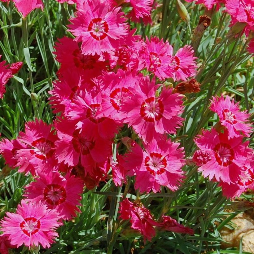 Dianthus deltoides Brillant - Oeillet des landes (Floraison)