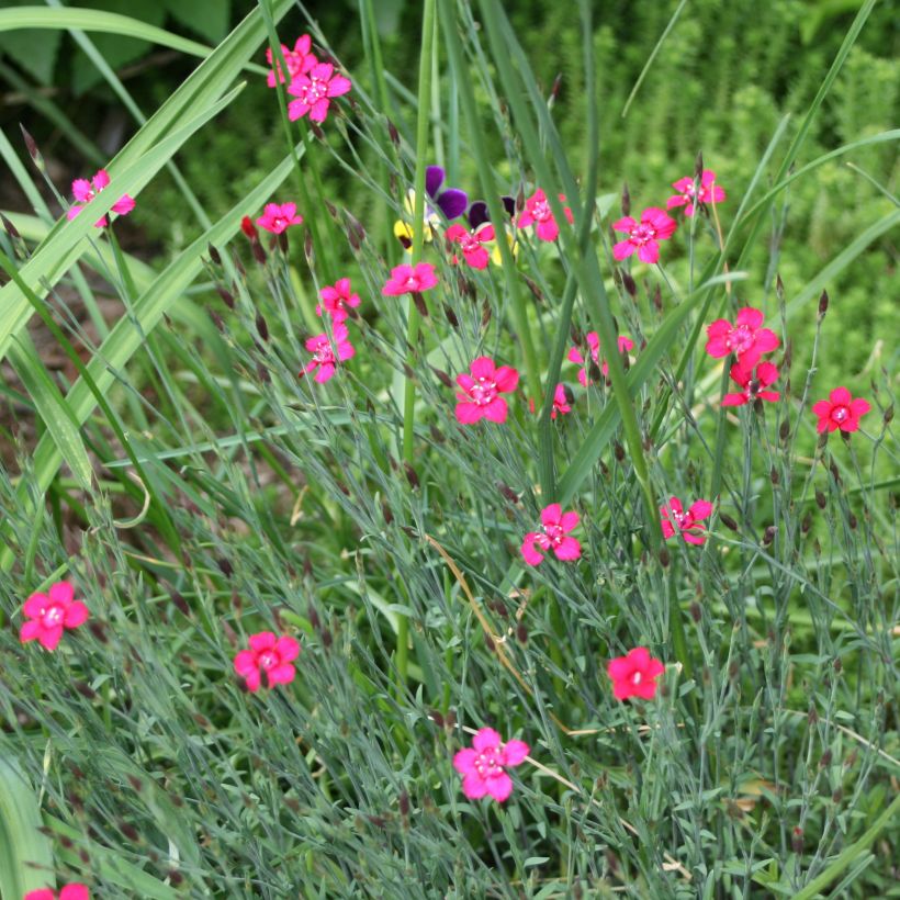 Dianthus deltoides Brillant - Oeillet des landes (Port)