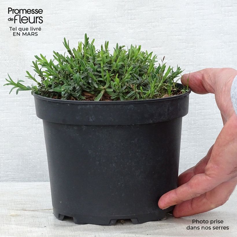 Spécimen de Dianthus deltoides Flashing Light - Oeillet des landes en pot de 2L/3L tel que livré au printemps