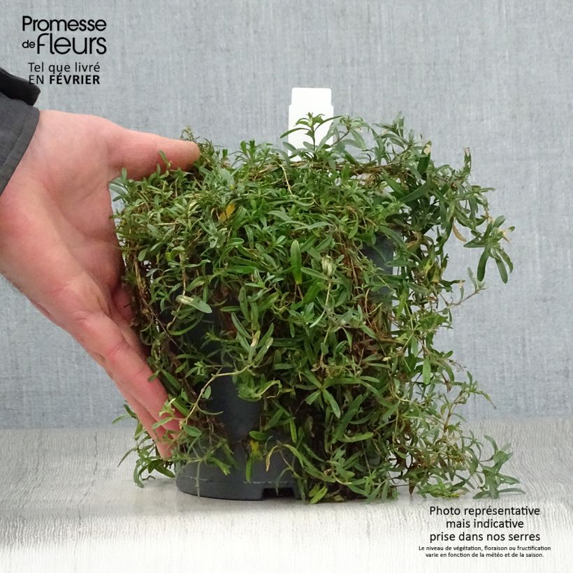 Spécimen de Dianthus deltoides Flashing Light - Oeillet des landes Pot de 2L/3L tel que livré en hiver