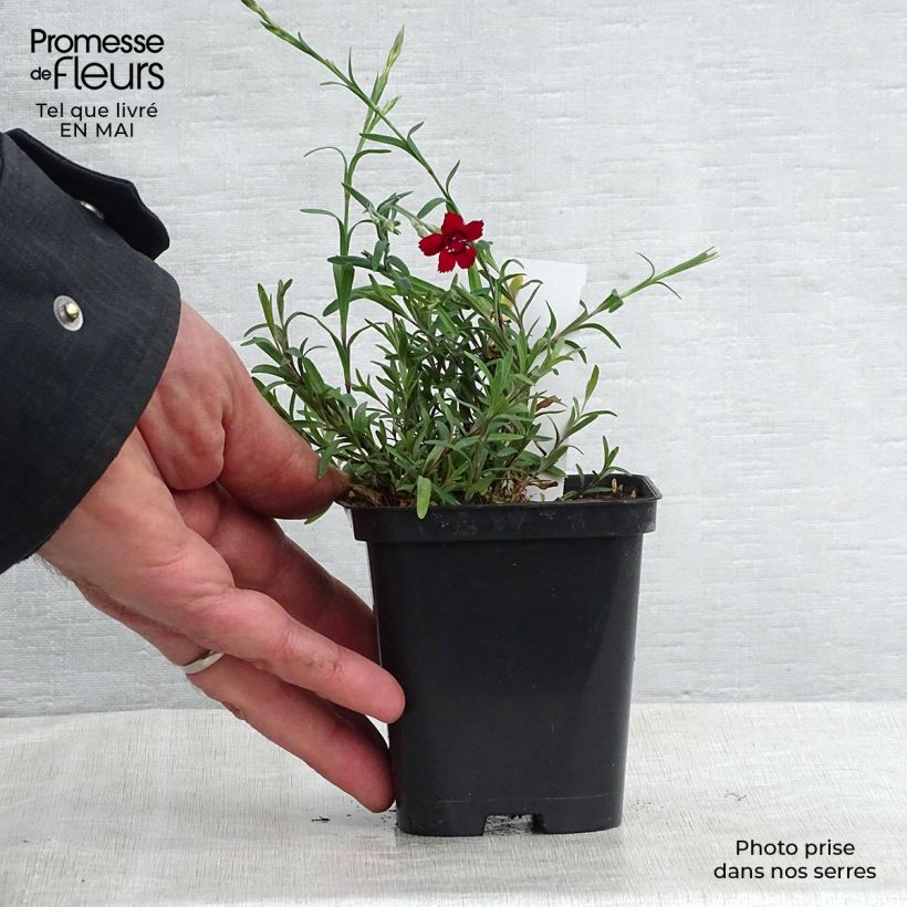 Spécimen de Dianthus deltoides Flashing Light - Oeillet des landes en godet de 9 cm tel que livré au printemps