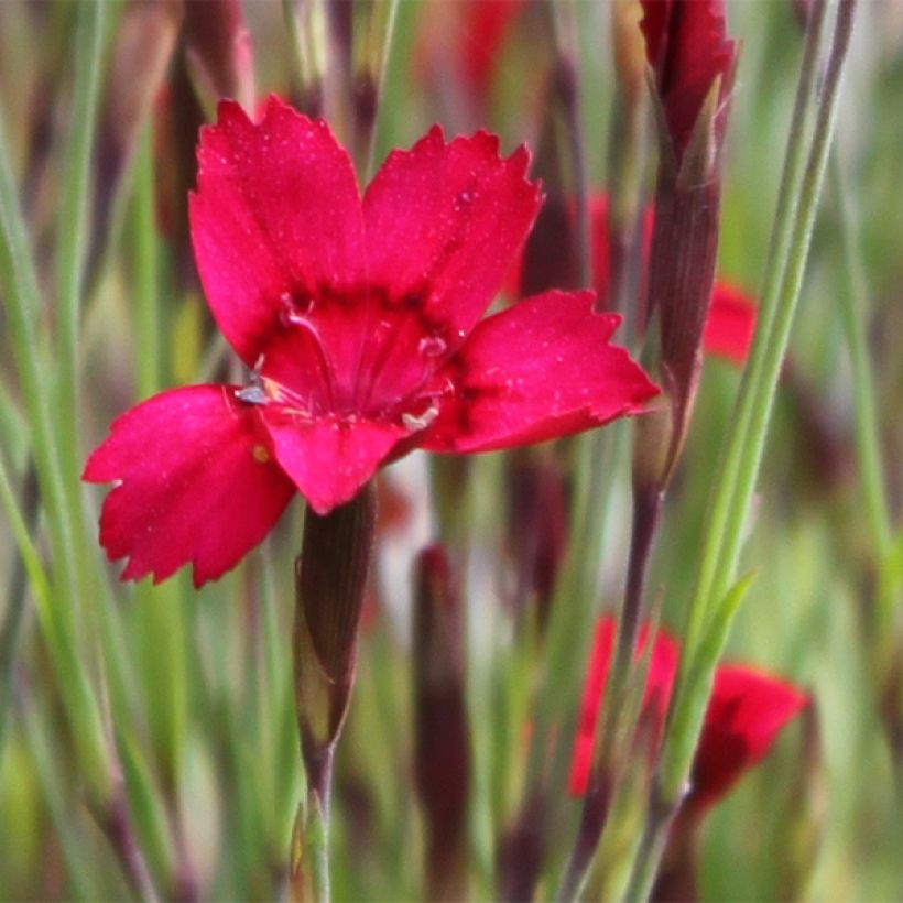 Dianthus deltoides Flashing Light - Oeillet des landes (Floraison)