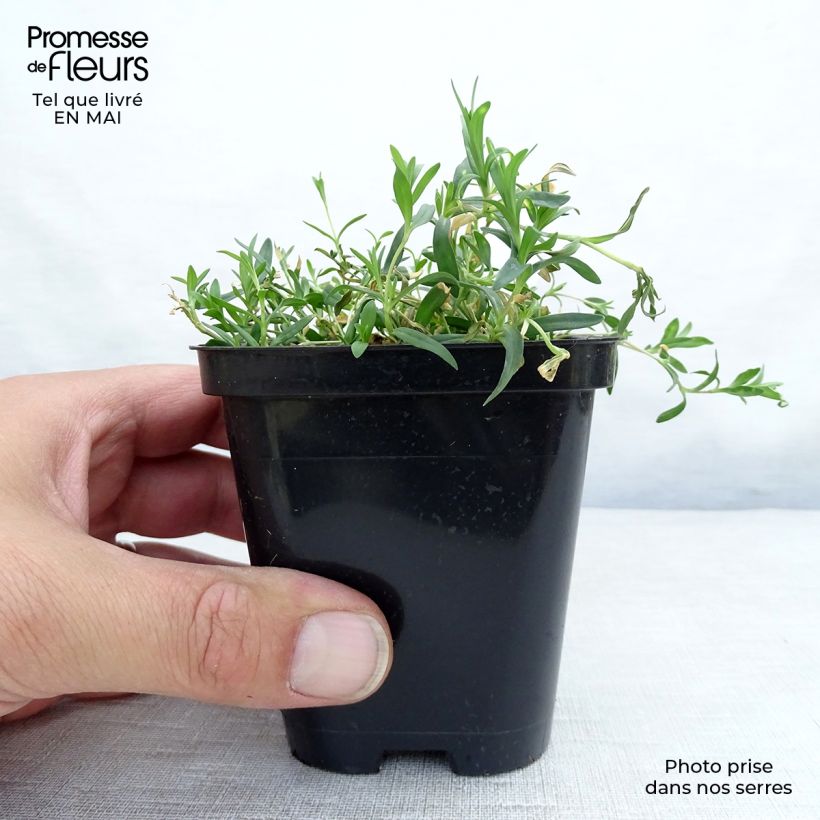 Spécimen de Dianthus deltoides Rosea - Oeillet des landes Godet de 9cm tel que livré au printemps