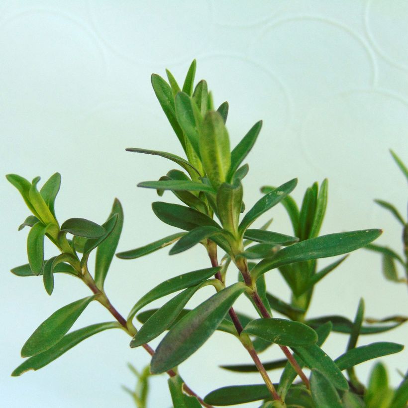 Dianthus deltoides Rosea - Oeillet des landes (Feuillage)