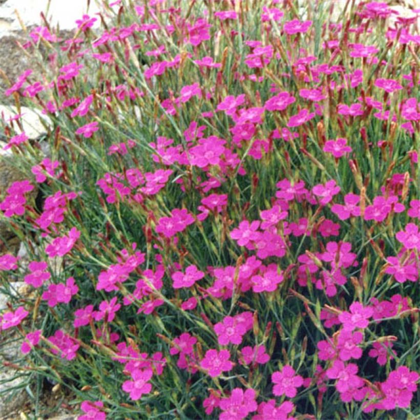 Dianthus deltoides Rosea - Oeillet des landes (Floraison)