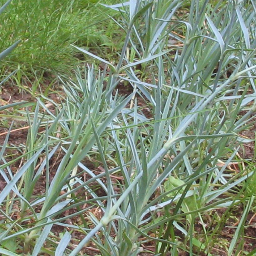 Dianthus gratianopolitanus Badenia - oeillet de pentecôte rouge (Feuillage)