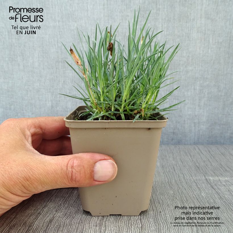 Spécimen de Dianthus gratianopolitanus Badenia - oeillet de pentecôte rouge Godet de 8/9 cm tel que livré en été