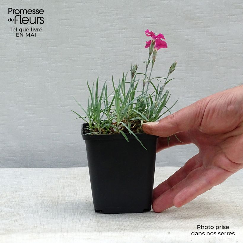 Spécimen de Dianthus gratianopolitanus Badenia - oeillet de pentecôte rouge en godet de 9 cm tel que livré au printemps
