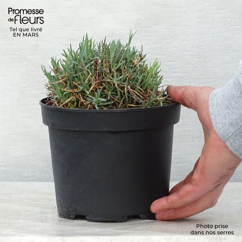 Spécimen de Dianthus gratianopolitanus Badenia - oeillet de pentecôte rouge en pot de 2L/3L tel que livré au printemps