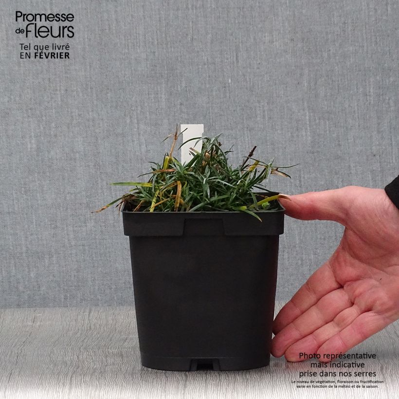 Spécimen de Dianthus gratianopolitanus Badenia - oeillet de pentecôte rouge tel que livré en hiver