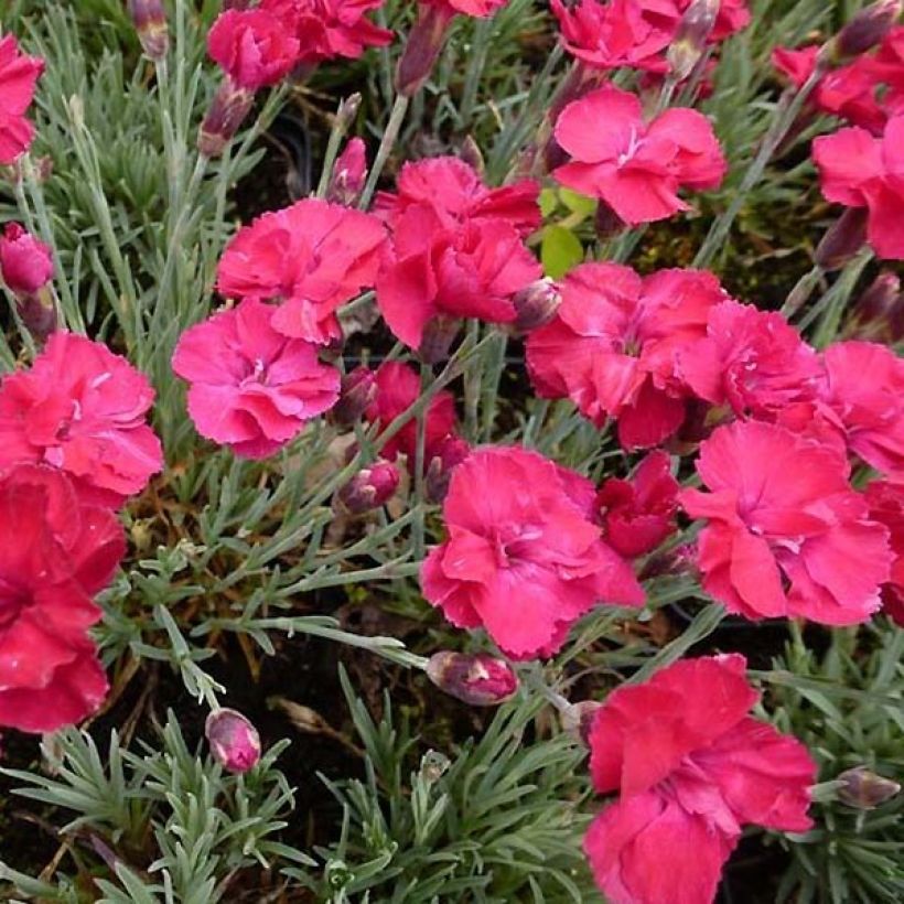 Dianthus gratianopolitanus Bombardier - Oeillet de pentecôte (Floraison)