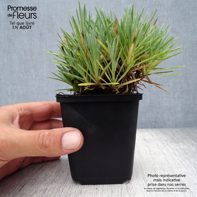 Spécimen de Dianthus gratianopolitanus Bombardier - Oeillet de pentecôte Godet de 8/9 cm tel que livré en été