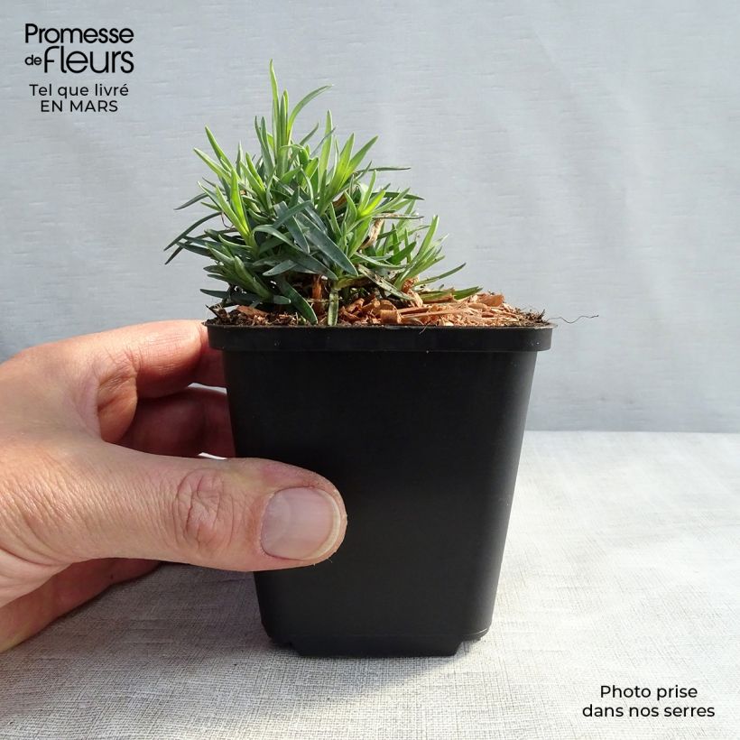 Spécimen de Dianthus gratianopolitanus Bombardier - Oeillet de pentecôte Godet de 8/9 cm tel que livré au printemps