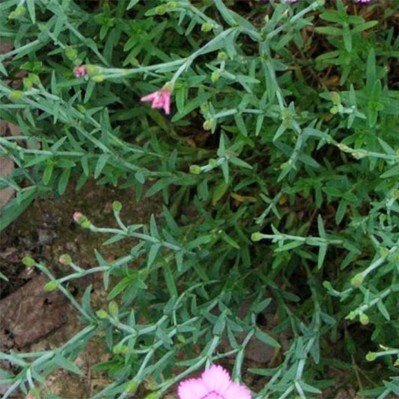 Dianthus gratianopolitanus Eydangeri - Oeillet de pentecôte (Feuillage)