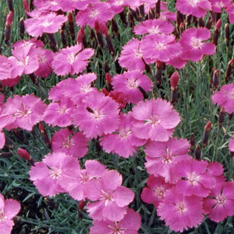 Dianthus gratianopolitanus Eydangeri - Oeillet de pentecôte (Floraison)