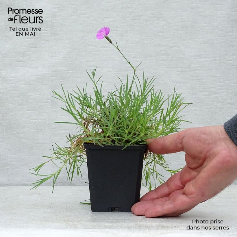 Spécimen de Dianthus gratianopolitanus Eydangeri - Oeillet de pentecôte tel que livré au printemps