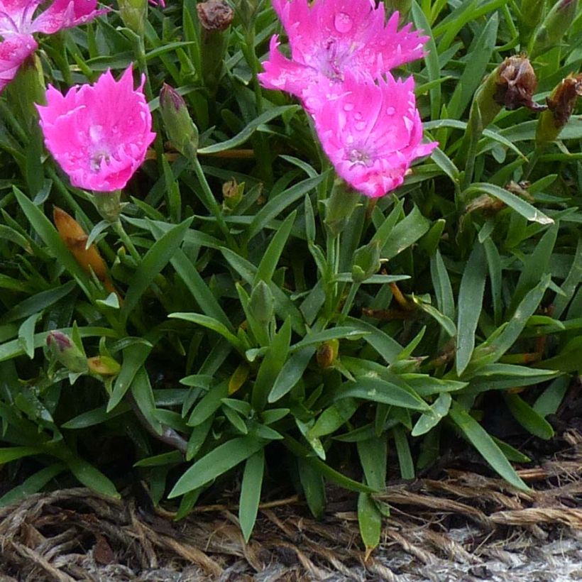 Dianthus gratianopolitanus Kahori - Œillet de pentecôte (Feuillage)