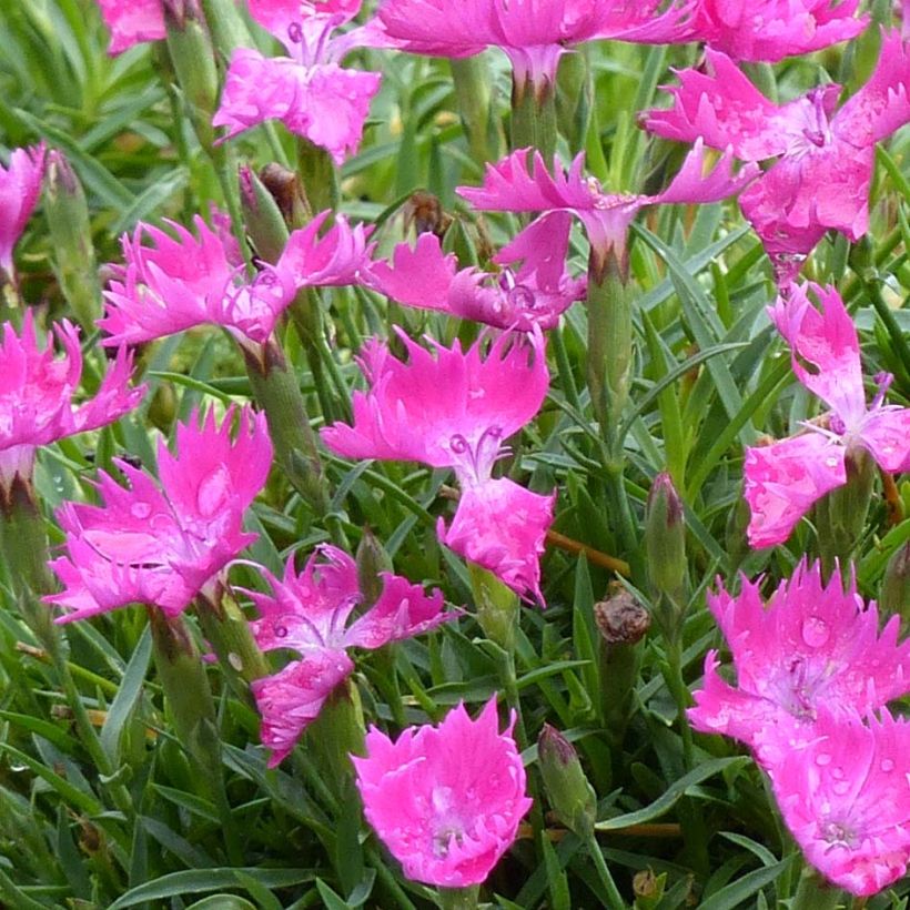 Dianthus gratianopolitanus Kahori - Œillet de pentecôte (Floraison)