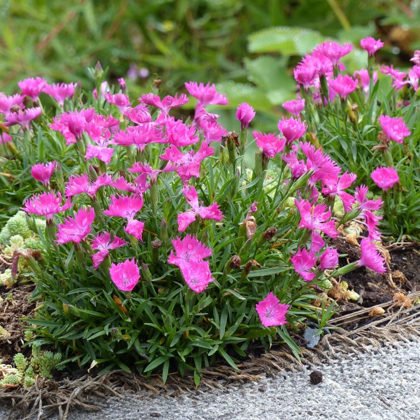 Dianthus gratianopolitanus Kahori - Œillet de pentecôte (Port)