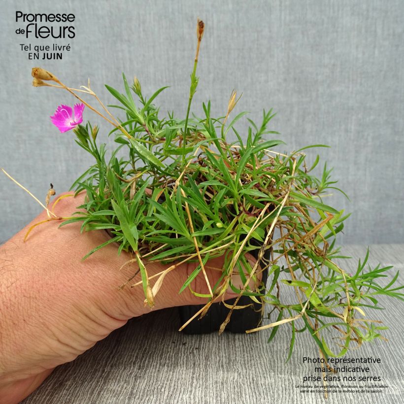 Spécimen de Dianthus gratianopolitanus Kahori - Œillet de pentecôte Godet de 7/8 cm tel que livré en été