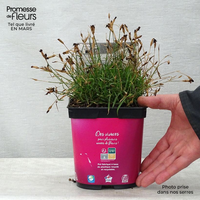 Spécimen de Dianthus gratianopolitanus Kahori - Œillet de pentecôte en pot de 2 litres tel que livré au printemps