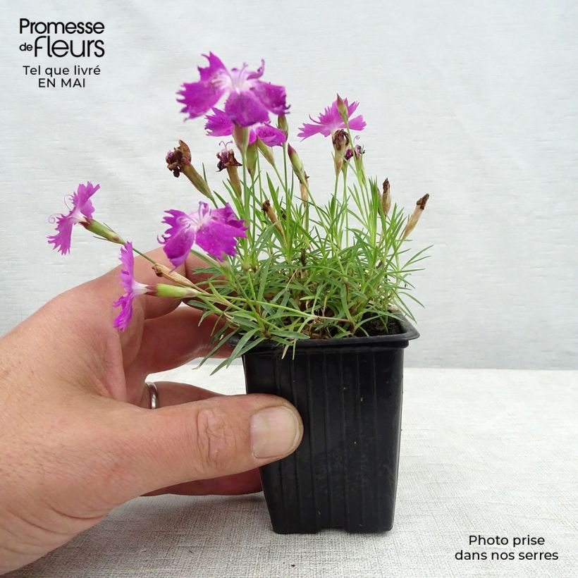 Spécimen de Dianthus gratianopolitanus Kahori - Œillet de pentecôte en godet de 8 cm tel que livré au printemps