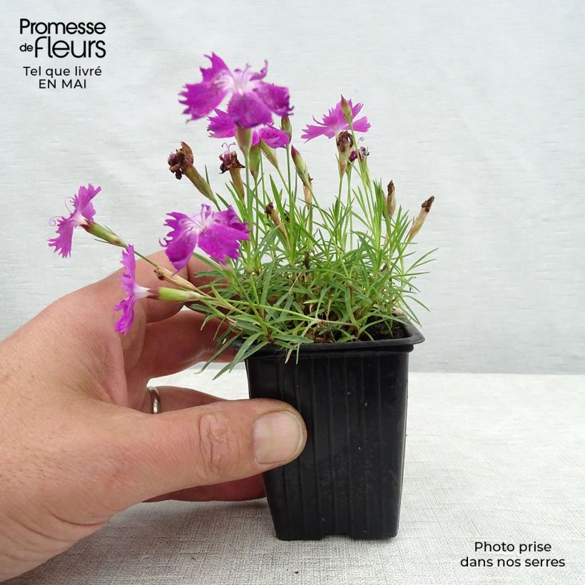 Spécimen de Dianthus gratianopolitanus Kahori - Œillet de pentecôte tel que livré au printemps