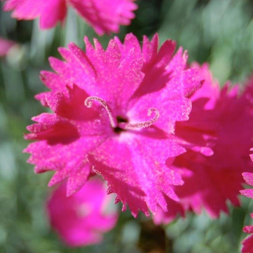 Dianthus gratianopolitanus Splendens, Oeillet de Pentecôte (Floraison)