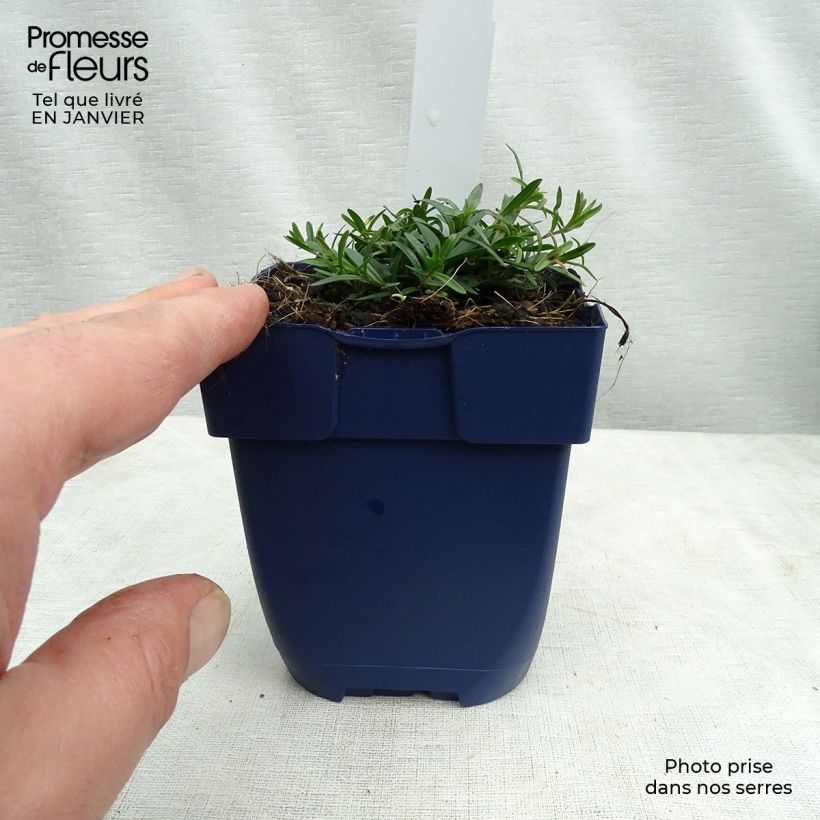 Spécimen de Dianthus gratianopolitanus Splendens, Oeillet de Pentecôte Godet de 9cm tel que livré en hiver
