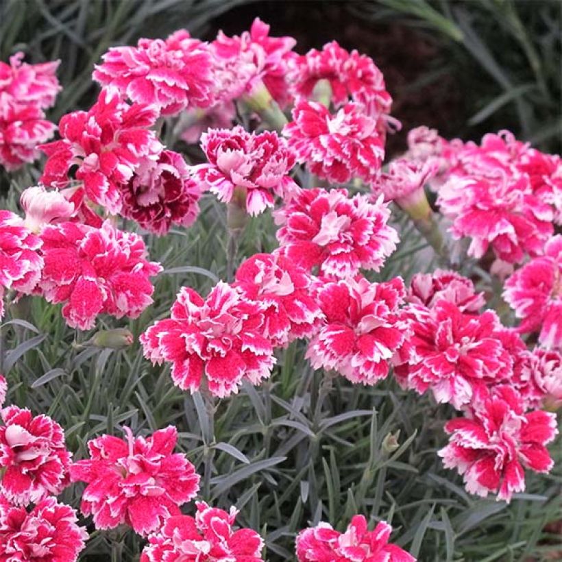 Dianthus gratianopolitanus Whatfield Gem - Oeillet de Grenoble (Floraison)