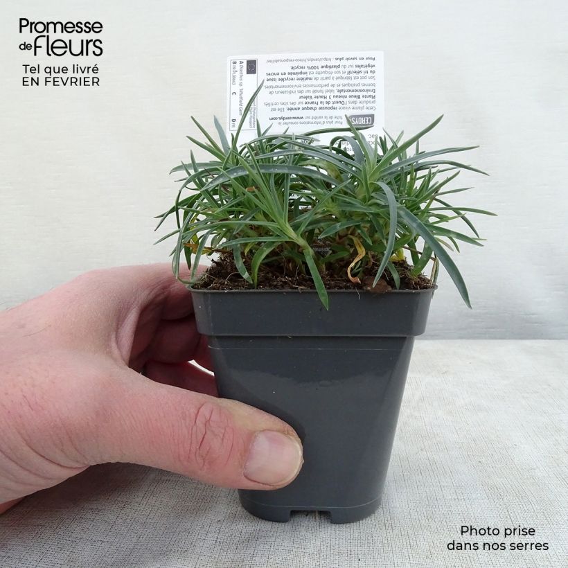 Spécimen de Dianthus gratianopolitanus Whatfield Gem - Oeillet de Grenoble tel que livré en hiver