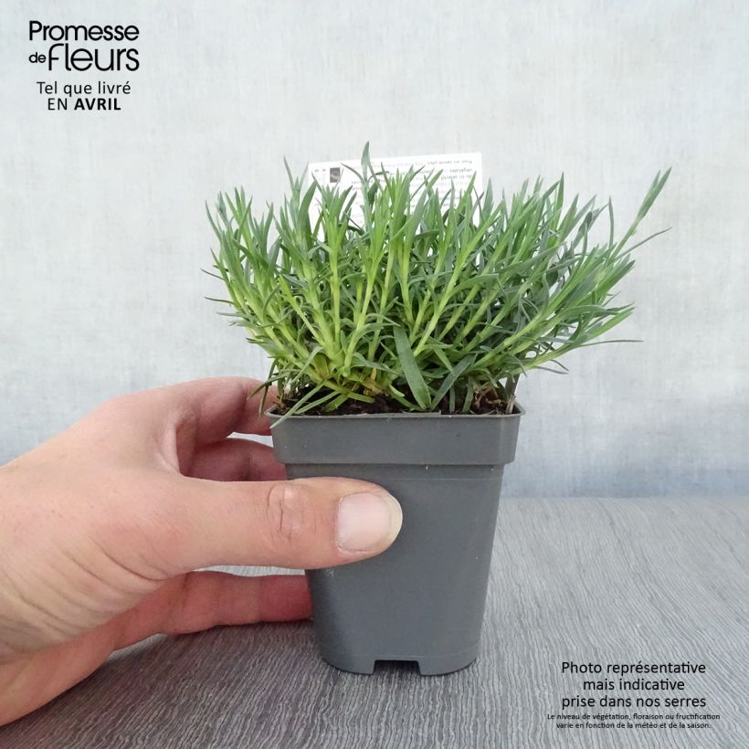 Spécimen de Dianthus gratianopolitanus Whatfield Gem - Oeillet de Grenoble Godet de 8 cm tel que livré au printemps
