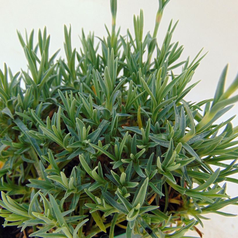 Dianthus gratianopolitanus Whatfield Gem - Oeillet de Grenoble (Feuillage)